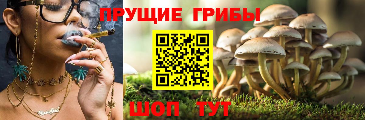 Галлюциногенные грибы Psilocybe Пенза